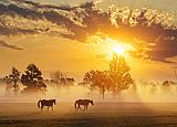 Two Horses In Misty Sunrise_28041,3